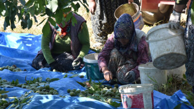 Bursa’da ceviz hasadı başladı