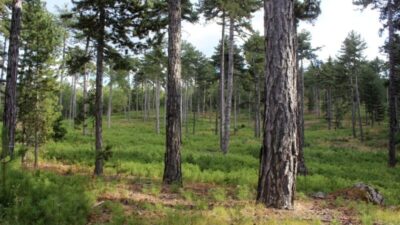 Bursa’nın ormanları böyle gençleştiriliyor