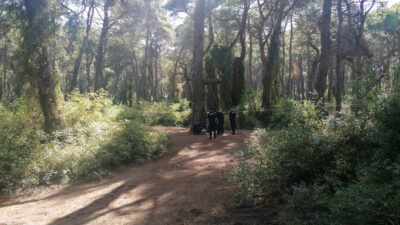 Çamlıkta dehşet! Cesetle karşılaştılar