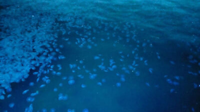 Marmara Denizi’nde sayıları arttı! Uyarı geldi: Sakın dokunmayın