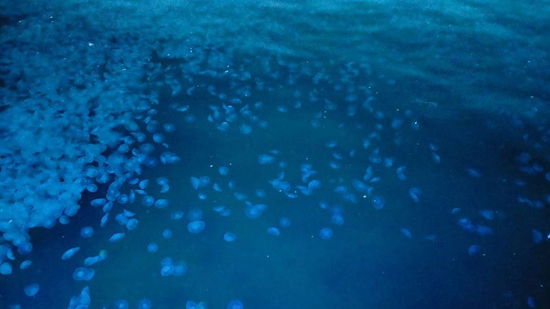 Marmara Denizi’nde sayıları arttı! Uyarı geldi: Sakın dokunmayın Marmara Denizi’nde sayıları arttı! Uyarı geldi: Sakın dokunmayın