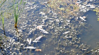 Deredeki balık ölümleri tedirgin etti!