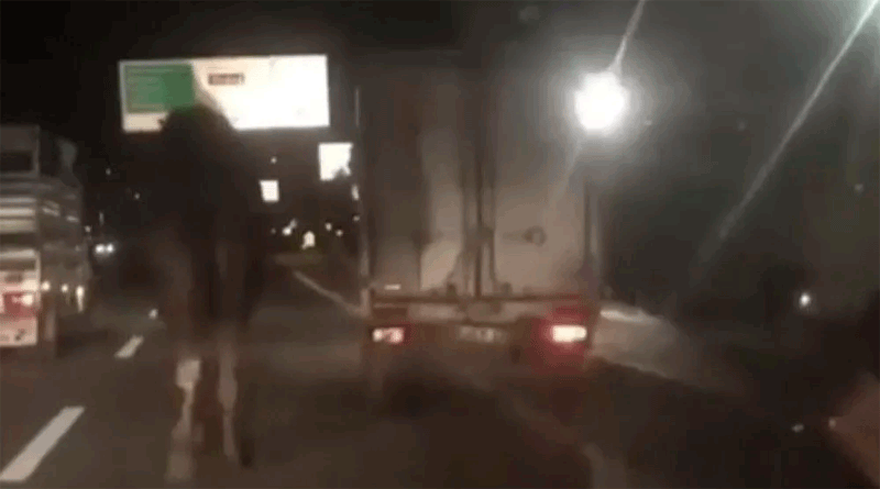 Bursa’da trafikte koşturulan deve korumaya alındı