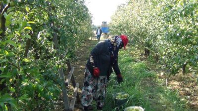 Fiyatlar Bursalıların yüzünü güldürdü
