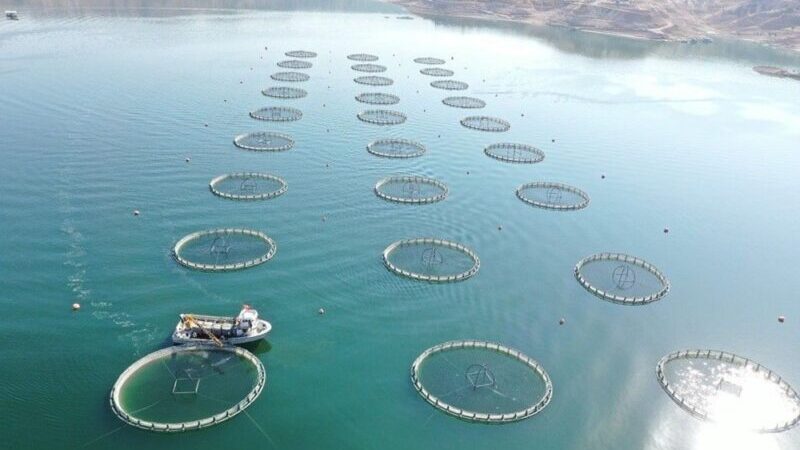 Denizi olmayan Kayseri’den Japonya ve Rusya’ya somon ihracatı