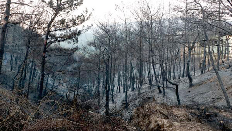 Yangın kontrol altına alındı! Yürek burkan görüntüler