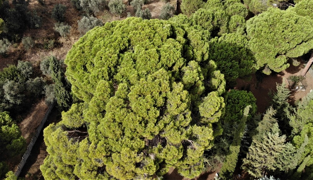 İngilizler top atışıyla yıkamadı! 700 yıldır ayakta