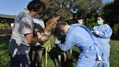 Yaralı tay sağlığına kavuşturuldu