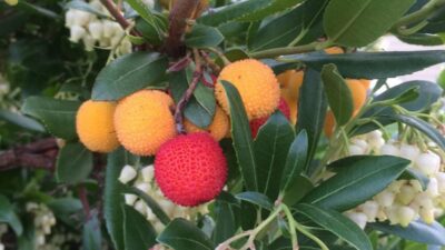 Bursa’nın ormanlarında kendiliğinden yetişiyor! Sağlığa faydası o kadar çok ki…