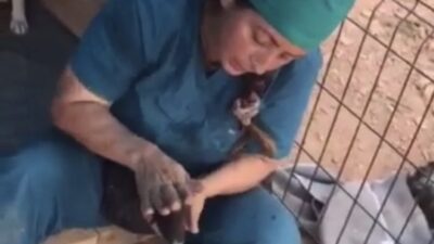 Ölü doğan yavru köpekleri böyle hayata döndürdü