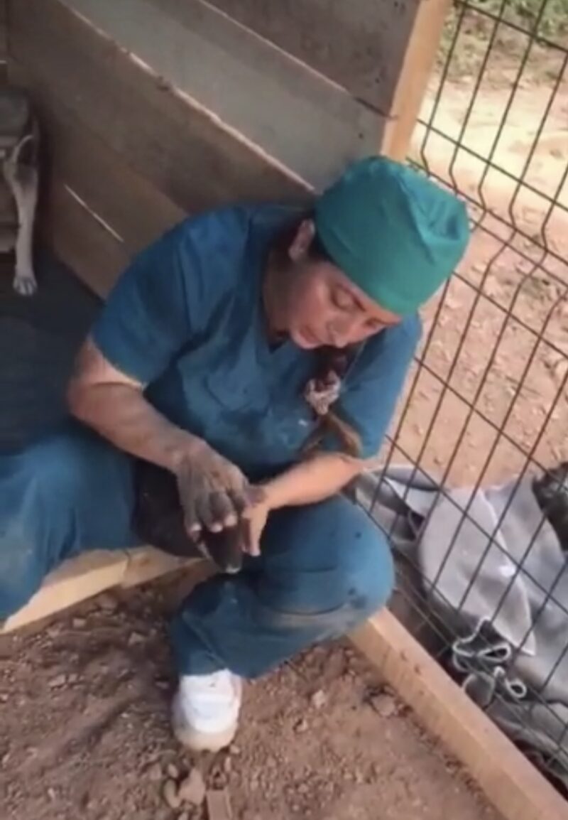 Ölü doğan yavru köpekleri böyle hayata döndürdü