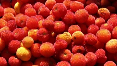 Bursa’da bu ormana giren zengin oluyor