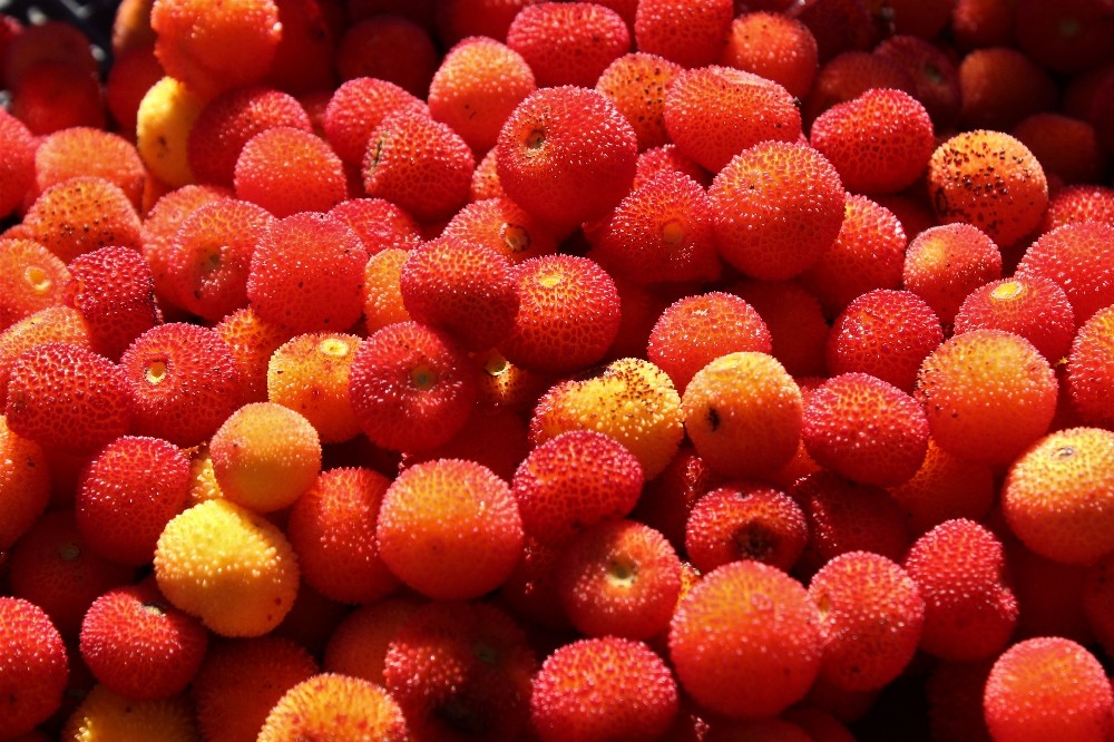 Bursa’da bu ormana giren zengin oluyor