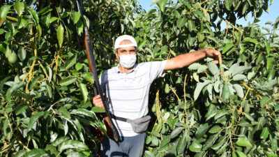 Pazarda taneyle satılıyor! Ellerinde tüfekle bekliyorlar