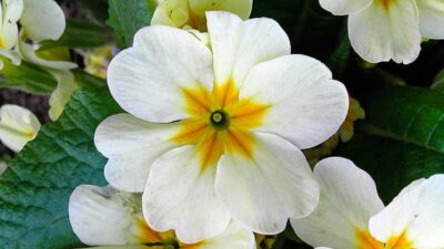 Çuha çiçeğinin ilginç sırrı…