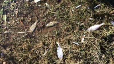 Deprem sonrası Seferihisar’da üzücü kareler… Karaya vurdular