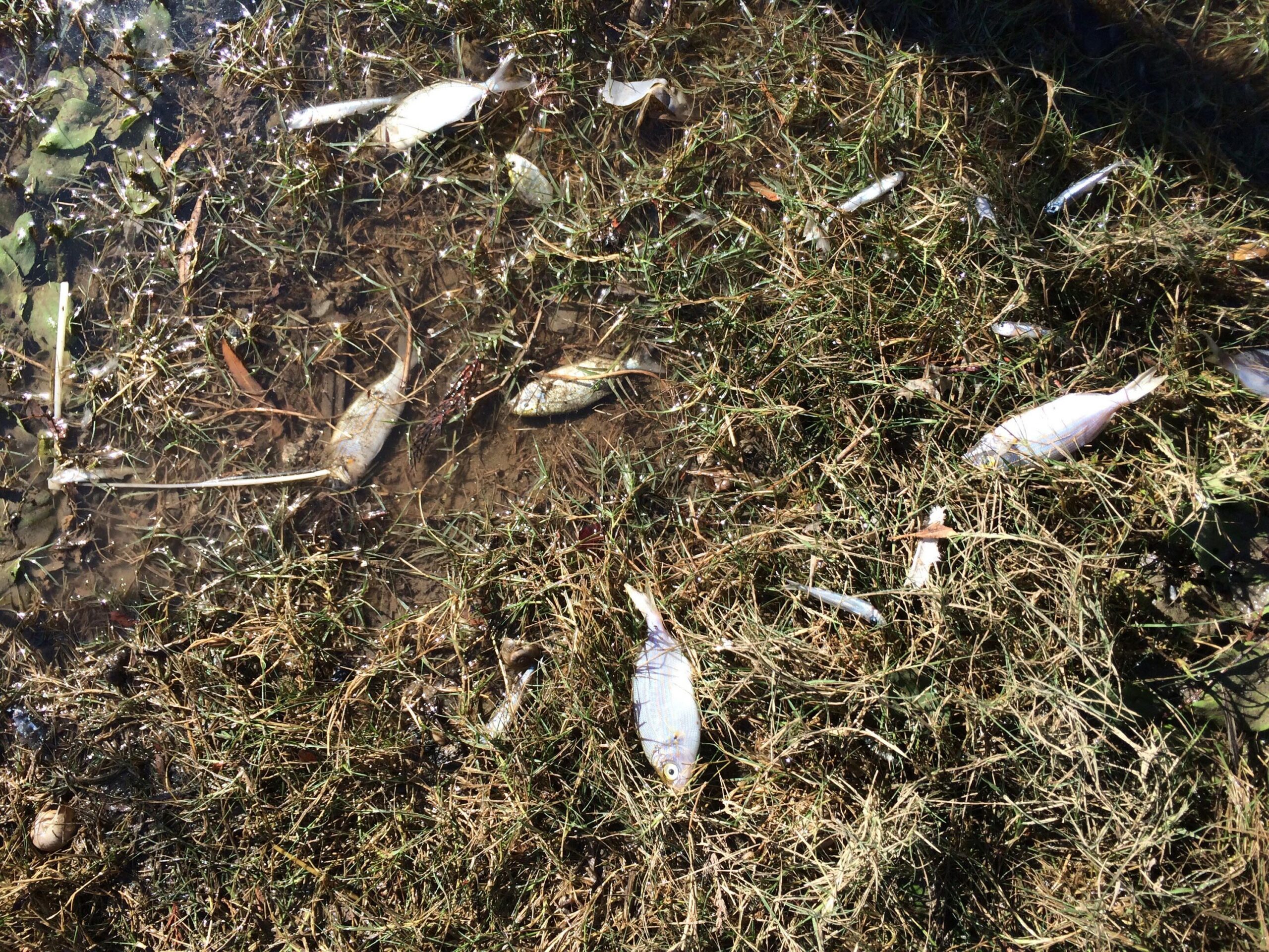 Deprem sonrası Seferihisar’da üzücü kareler… Karaya vurdular