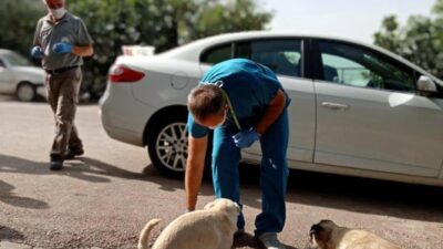 Sokak köpeklerine sosisli ilaçlama