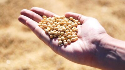 Soya fasulyesi ihracatı 9 ayda yaklaşık 2,5 kat arttı