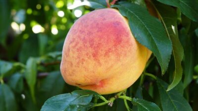 ‘Lapseki şeftalisi’nde rekolte yüzde 20 arttı