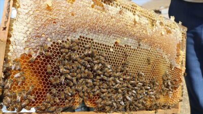 Bal ihracatından 18 milyon dolarlık tatlı gelir