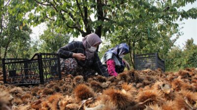 ‘Bursa kestanesi’ üreticisini sevindirdi