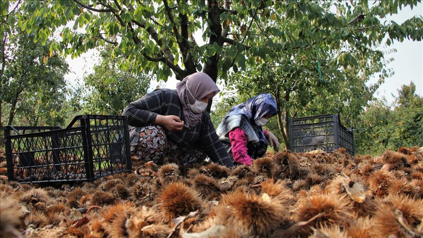 ‘Bursa kestanesi’ üreticisini sevindirdi