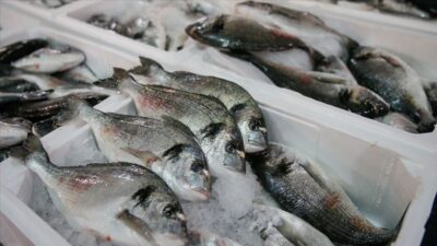 Türkiye’nin su ürünleri ihracatında İtalya ve Hollanda başı çekti