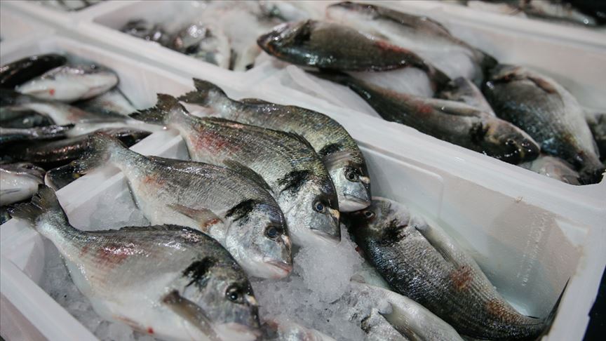 Türkiye’nin su ürünleri ihracatında İtalya ve Hollanda başı çekti