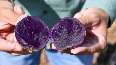 Tescilli mor patates ‘ilkmor’un sofralara yolculuğu başladı