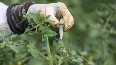 Türkiye’nin 2023’teki ‘sertifikalı tohum’ ihracatı hedefi 320 milyon dolar