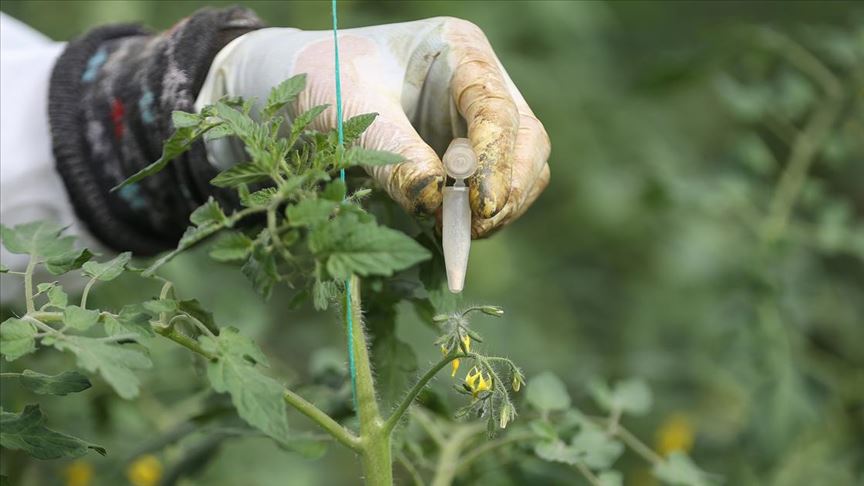 Türkiye’nin 2023’teki ‘sertifikalı tohum’ ihracatı hedefi 320 milyon dolar