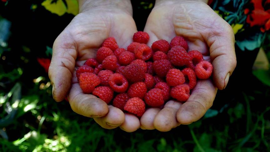 Ahududunun Trabzonlu üreticilere yeni gelir kapısı olması hedefleniyor