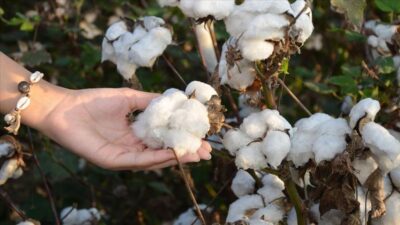 Güneydoğu’da pamuk verimi ve fiyatıyla üreticiyi sevindirdi