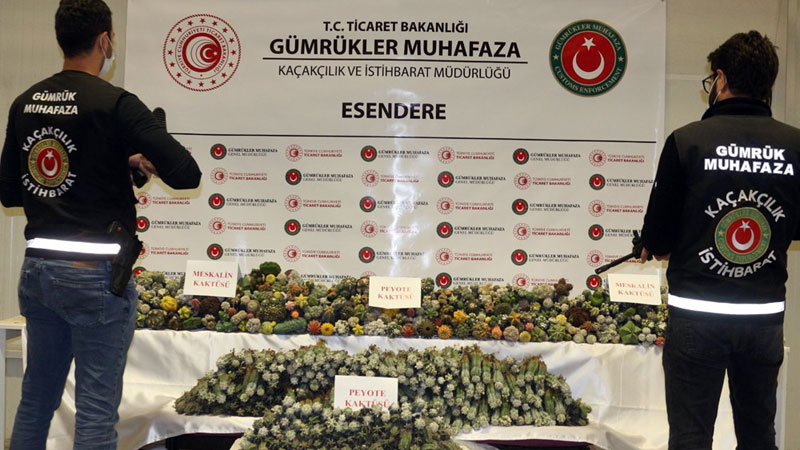 Gümrükte kaktüs operasyonu