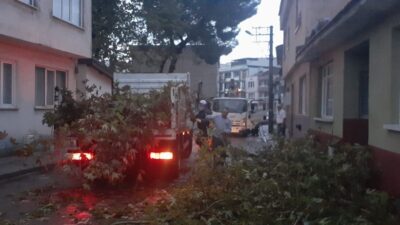 Yarım asırlık çınarlara yıldırım düştü, belediye mahalleli el ele verdi