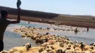 Yüksek ateş çıkan koyunlarını böyle kurtardı