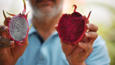 Marmara’da sadece Bursa’da üretiliyor! Kilosu 15-30 TL arasında değişiyor