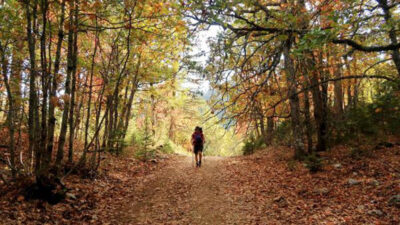 Türkiye’de tek! Bu ormana randevusuz girilmiyor