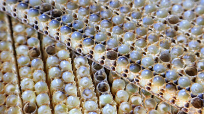 Çiftçilere gelir kapısı oldu! Kilosu 10 lira…