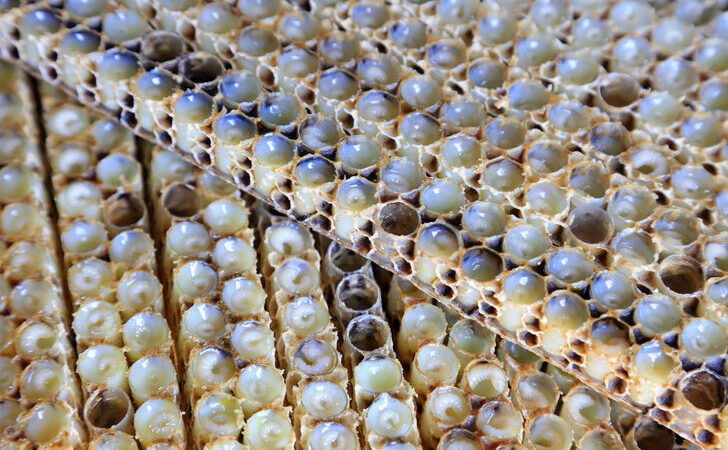 Çiftçilere gelir kapısı oldu! Kilosu 10 lira…