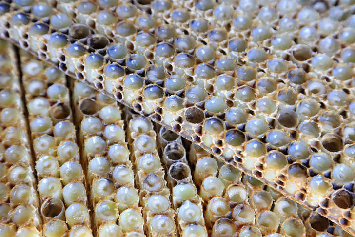 Çiftçilere gelir kapısı oldu! Kilosu 10 lira…