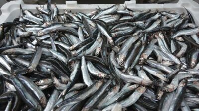 Marmara’da hamsi balıkçının yüzünü güldürüyor