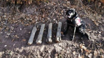 Bitlis’te 4 lav silahı bulundu