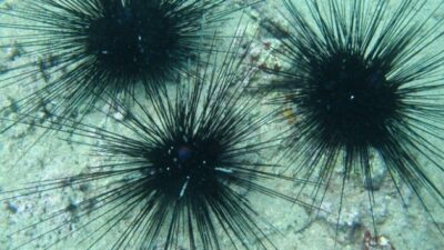 Akdeniz ve Ege kıyılarına kadar geldi! ‘Zehirli’ tehlike