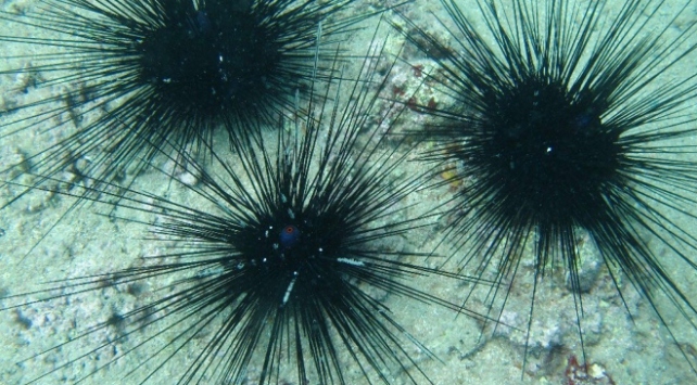 Akdeniz ve Ege kıyılarına kadar geldi! ‘Zehirli’ tehlike