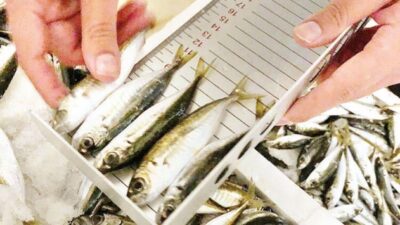 Trabzon’da 50 ton hamsiye el konuldu