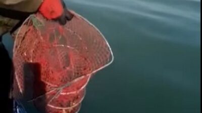 Eğirdir Gölü’nde 400 kerevit pinterine el konuldu