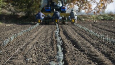 Trakya’da lavantanın ekim alanı yaygınlaşıyor