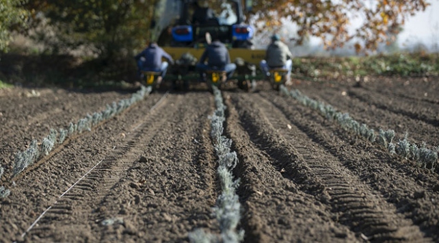 Trakya’da lavantanın ekim alanı yaygınlaşıyor